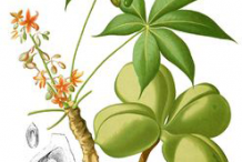 Plant-illustration-of-Wild-Almond
