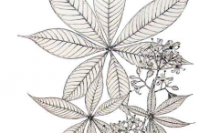 Sketch-of-Wild-Almond-plant