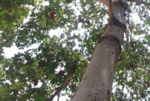 Trunk-of-Wild-Almond-plant