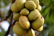 Unripe-Wild-Almond-fruit