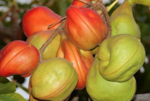 Wild-Almond-Fruits-on-the-tree