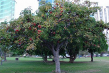 Wild-Almond-Tree