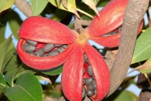 Wild-Almond-fruit