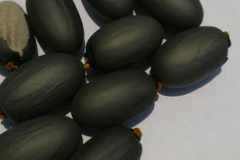 Seeds-of-Wild-Almond