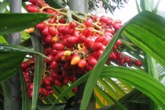 Wild-Areca-fruits