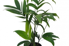 Wild-Areca-plant