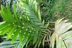 Wild-Areca