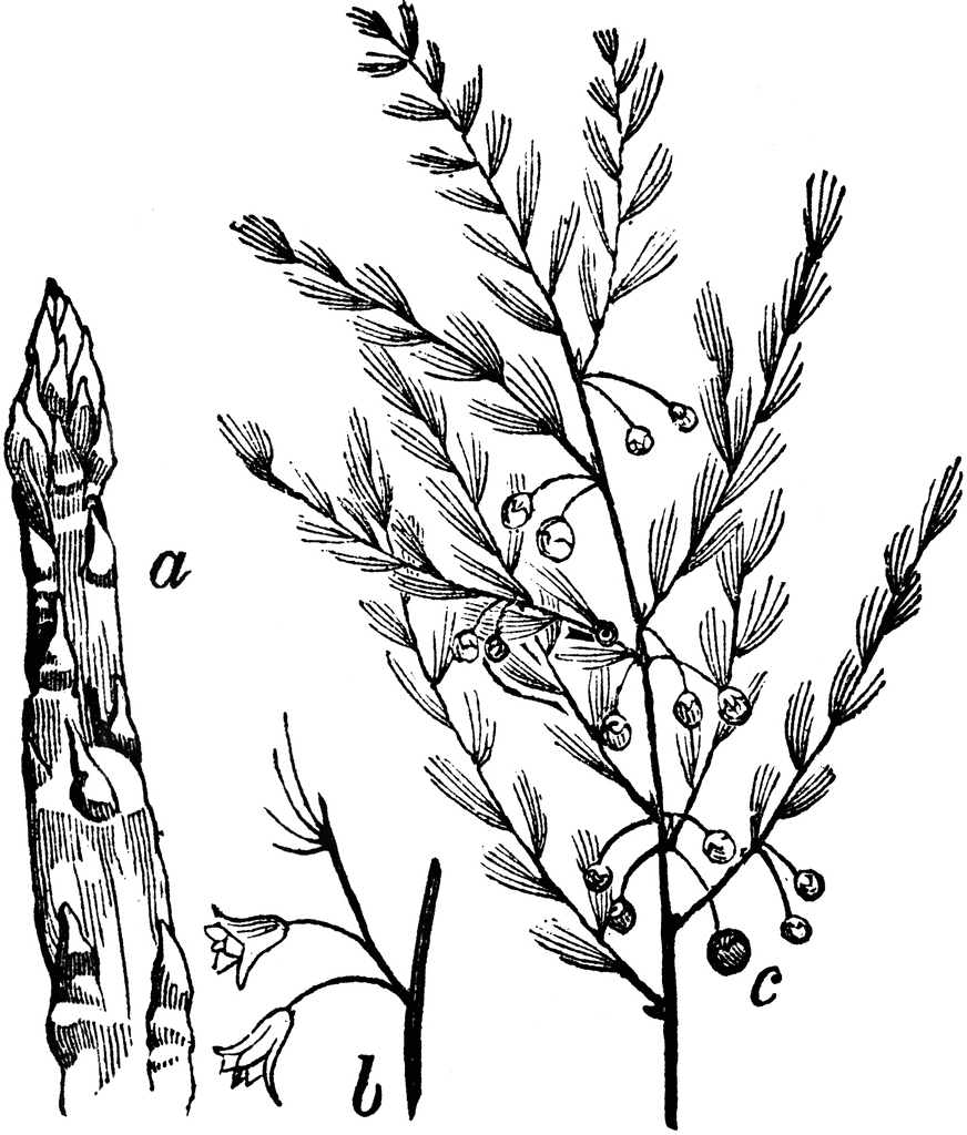 Sketch-of-wild-asparagus