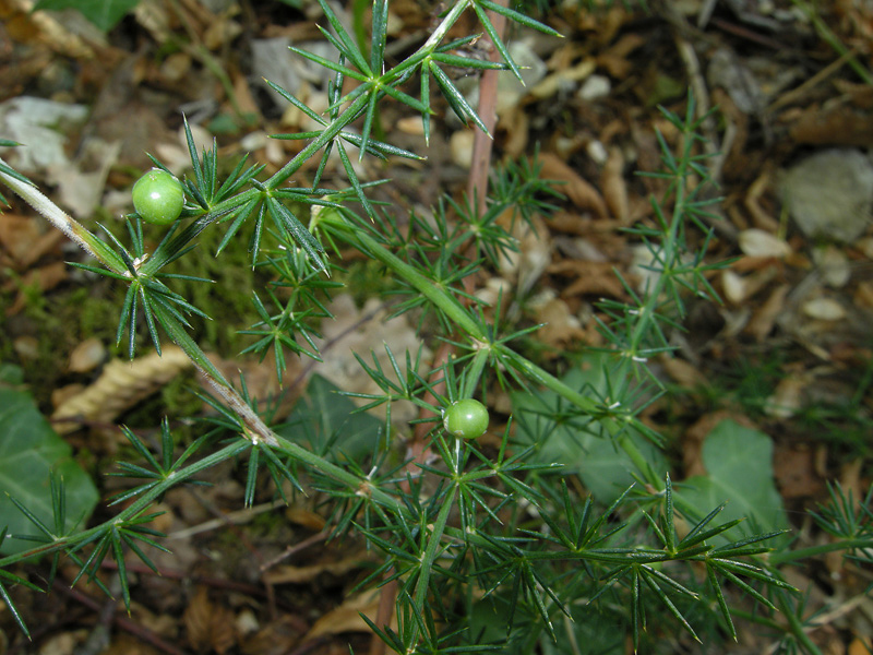 Unripe-berries-of-Wild-asparagus