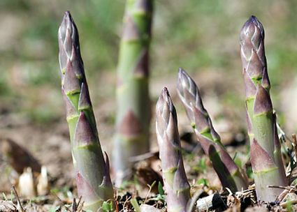 Wild Asparagus Seed aromatic garden herb medicinal Asparagus acutifolus 