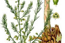 Plant-illustration-of-Wild-asparagus