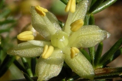 Closer-view-of-flower-of-Wild-Asparagus