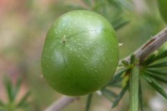 Closer-view-of-unripe-berries-of-Wild-Asparagus
