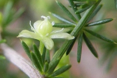 Flower-of-Wild-asparagus