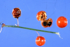 Image-displaying-mature-fruits-and-seeds-of-Wild-Asparagus