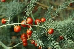 Mature-fruits-of-Wild-asparagus