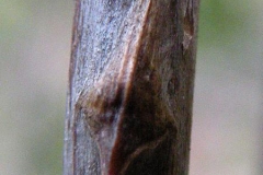 Mature-stem-of-Wild-asparagus