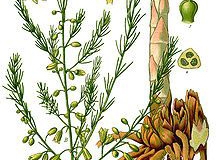 Plant-illustration-of-Wild-asparagus
