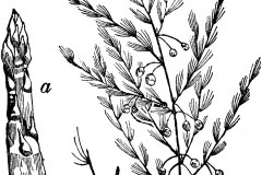 Sketch-of-wild-asparagus