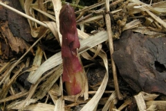 Small-Wild-asparagus