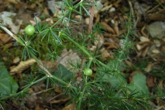 Unripe-berries-of-Wild-asparagus