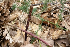 Wild-asparagus-growing-wild