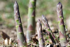 Wild-asparagus