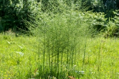 Wild-asparagus-Plant
