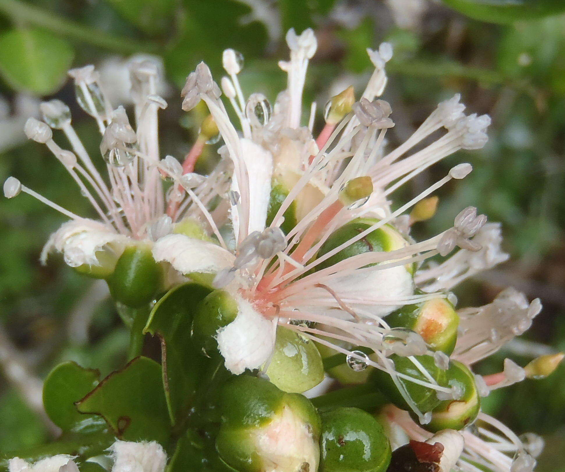 Closer-view-of-flowers-of-Wild-caper-bush