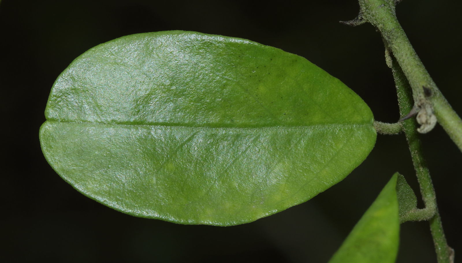 Closer-view-of-leaf-of-Wild-caper-bush