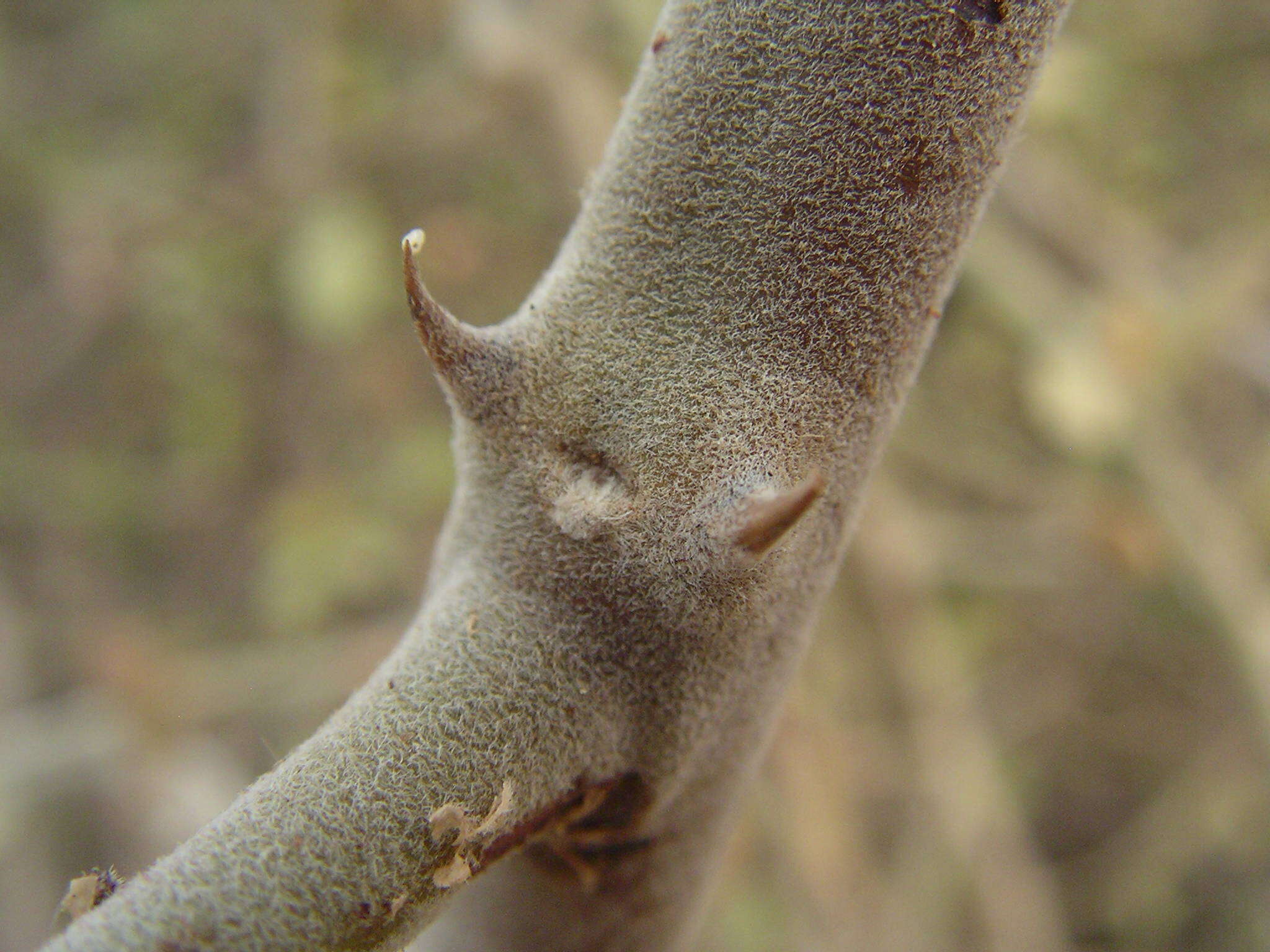 Closer-view-of-stem-of-Wild-caper-bush