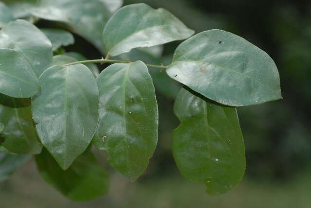 Leaves-of-Wild-caper-bush