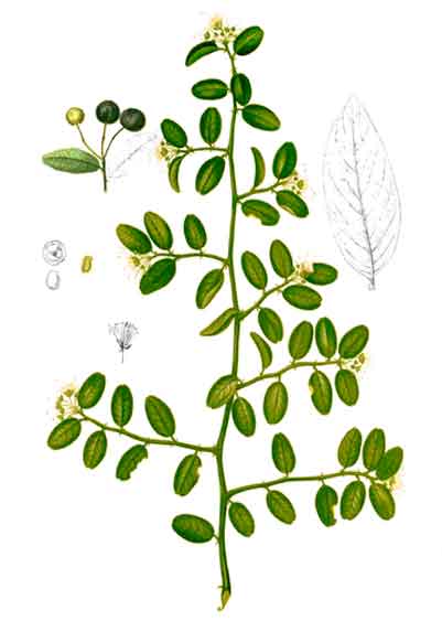 Plant-Illustration of Wild caper bush