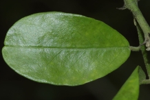 Closer-view-of-leaf-of-Wild-caper-bush