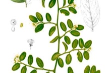 Plant-Illustration of Wild caper bush