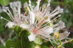 Closer-view-of-flowers-of-Wild-caper-bush