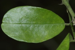 Closer-view-of-leaf-of-Wild-caper-bush