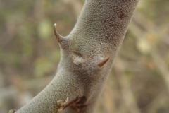 Closer-view-of-stem-of-Wild-caper-bush