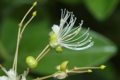 Flowers-of-wild-caper-bush