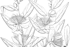 Sketch-of-Wild-caper-bush
