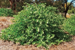 Wild-caper-bush