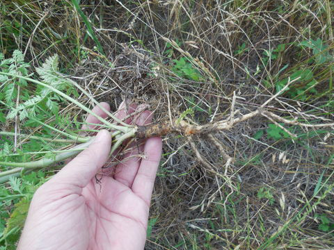 Root-of--Wild-Carrot-plant