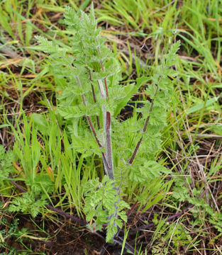 Small--Wild-Carrot-plant