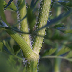 Stem-of--Wild-Carrot-plant