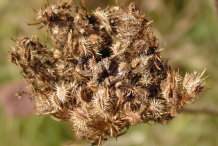 Dried-fruit-on-the-plant