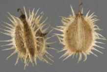 Dried-individual-fruit