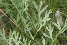 Leaves-of--Wild-Carrot-plant