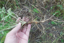 Root-of--Wild-Carrot-plant
