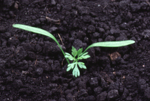 Sapling-of-Wild-Carrot