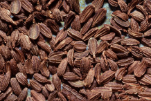 Seeds-of-Wild-Carrot-plant